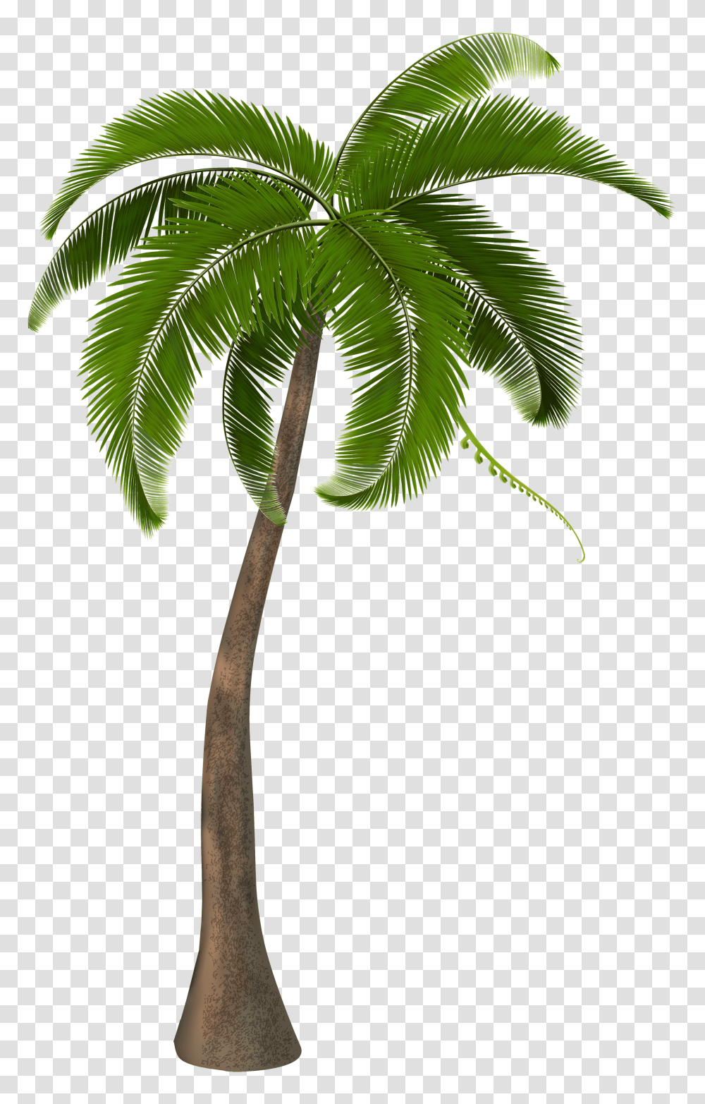 Palm Tree Clipart Image Transparent Png