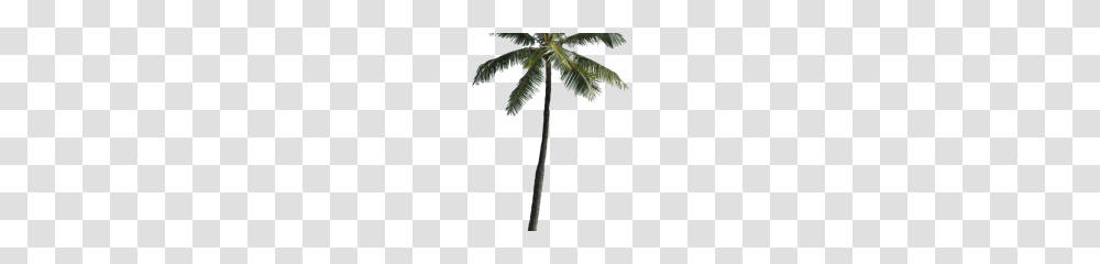 Palm Tree Clipart, Plant, Leaf, Arecaceae, Flower Transparent Png