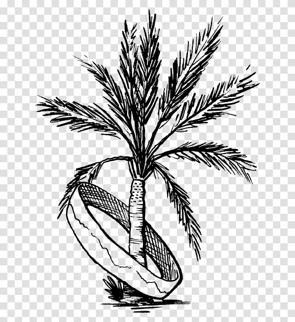 Palm Tree Coachella Drawing, Gray, World Of Warcraft Transparent Png
