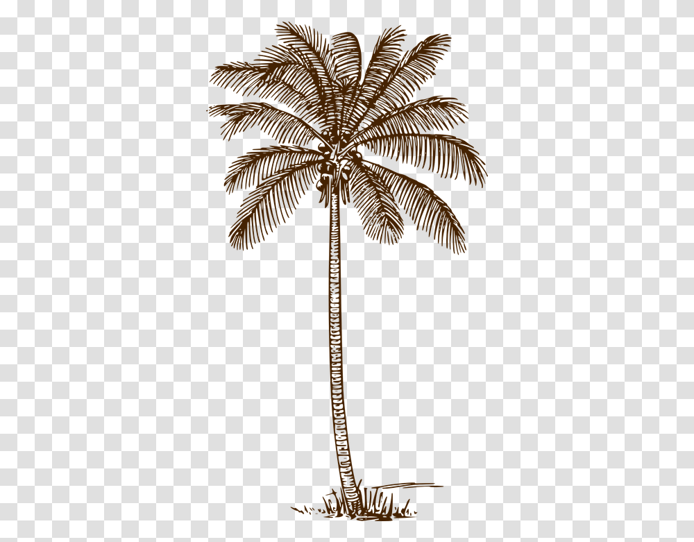 Palm Tree Coconut Free Vector Graphic On Pixabay Palm Tree Line Drawing, Leaf, Plant, Cross, Symbol Transparent Png