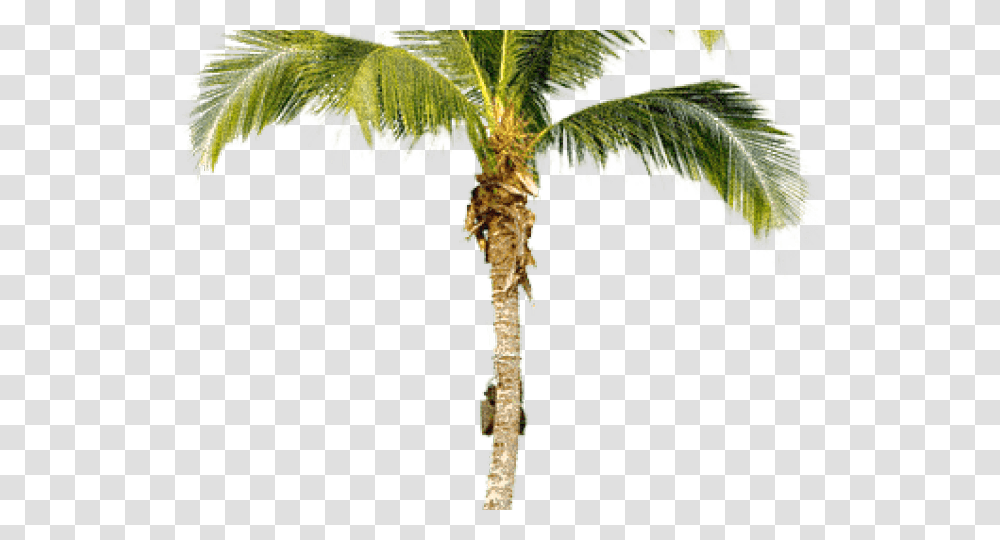 Palm Tree Coconut Tree Cut Out, Plant, Arecaceae, Cross Transparent Png