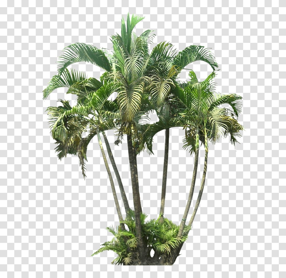 Palm Tree Cutout, Plant, Arecaceae, Vegetation, Green Transparent Png