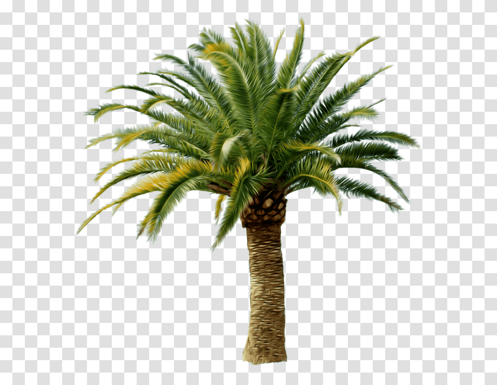 Palm Tree Date Palm Tree, Plant, Arecaceae, Annonaceae, Leaf Transparent Png