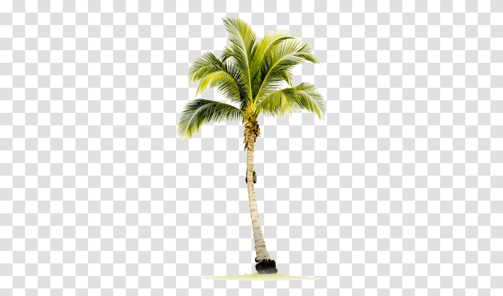 Palm Tree Download Image Arts Palm Tree Stock Photo Single Coconut Tree Hd, Plant, Arecaceae, Cross, Symbol Transparent Png