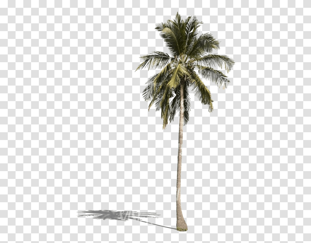 Palm Tree Download Image Palm Tree, Plant, Arecaceae Transparent Png