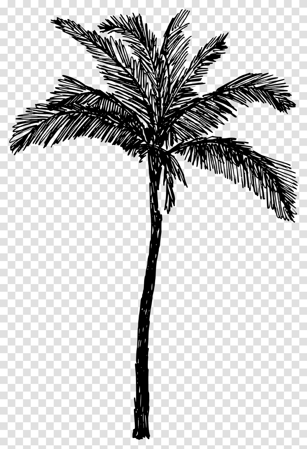 Palm Tree Drawing, Gray, World Of Warcraft Transparent Png