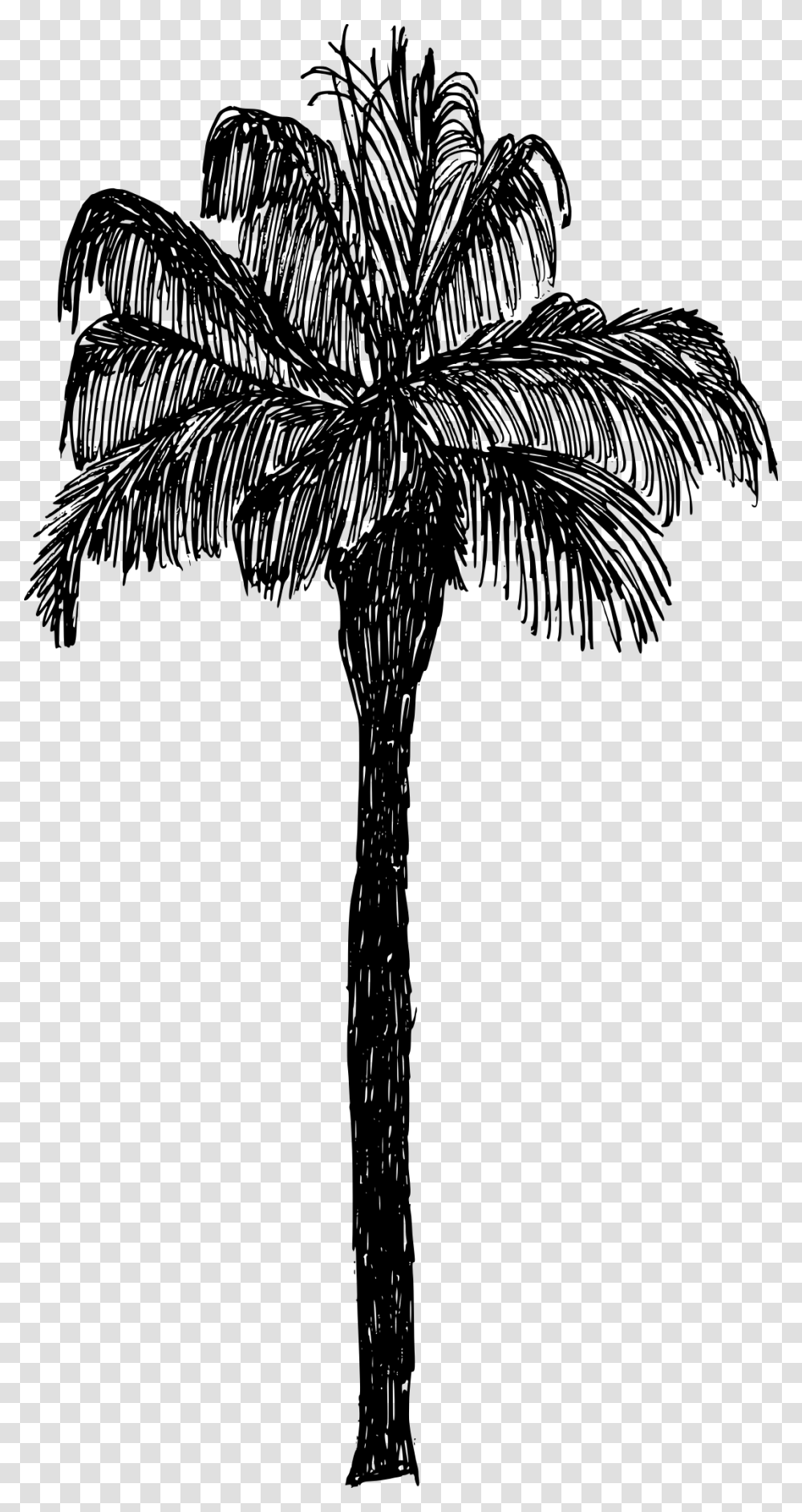 Palm Tree Drawing, Gray, World Of Warcraft Transparent Png