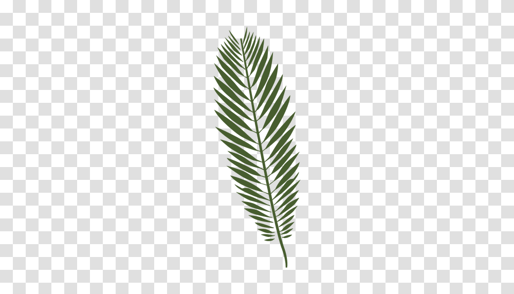 Palm Tree Drawing, Green, Leaf, Plant, Fern Transparent Png