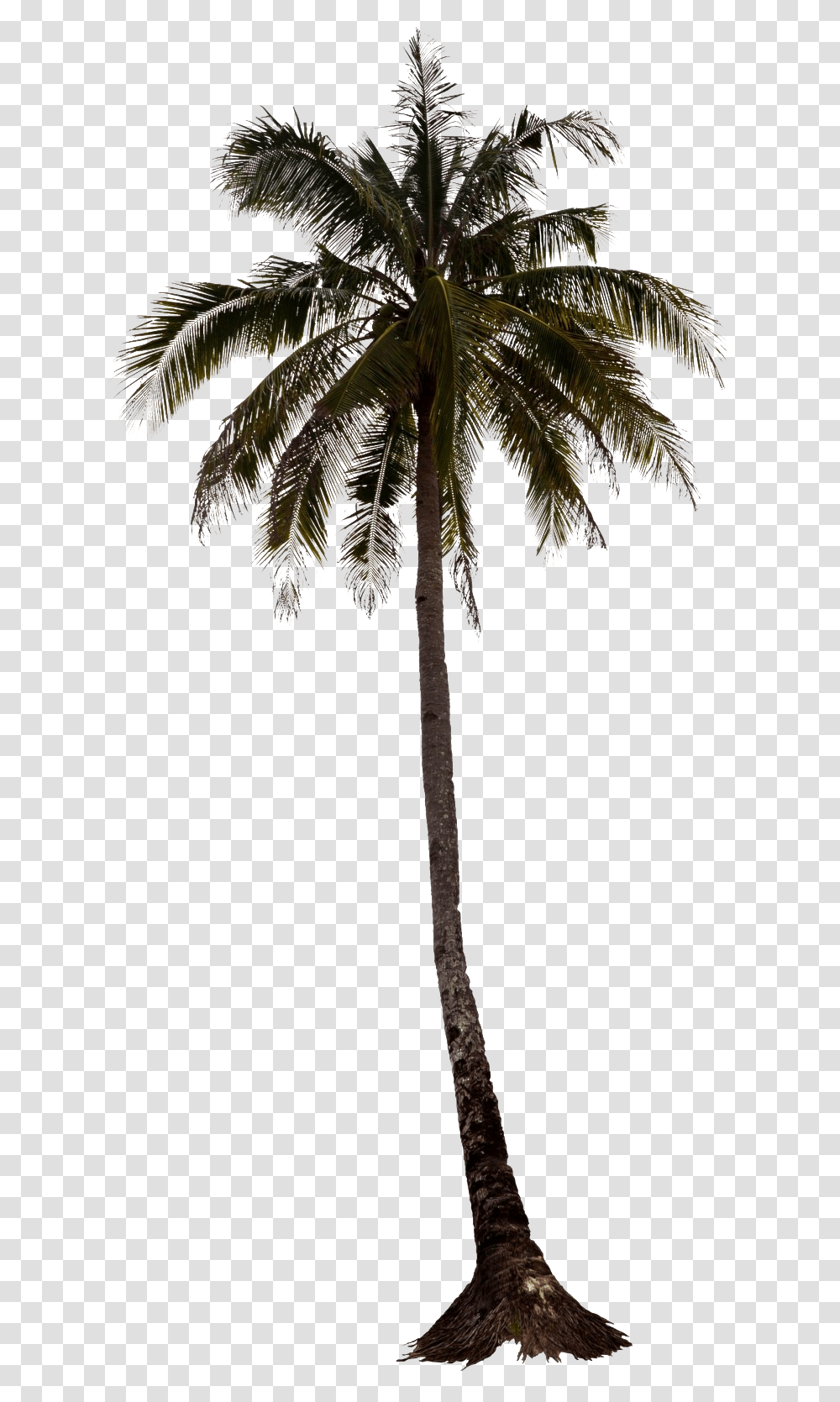 Palm Tree Elevation, Plant, Arecaceae, Leaf Transparent Png