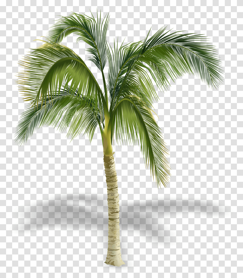 Palm Tree Free Clipart Palm Trees In Elevation, Plant, Arecaceae Transparent Png