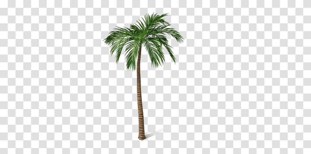 Palm Tree Free File Download Borassus Flabellifer, Plant, Arecaceae, Cross, Symbol Transparent Png