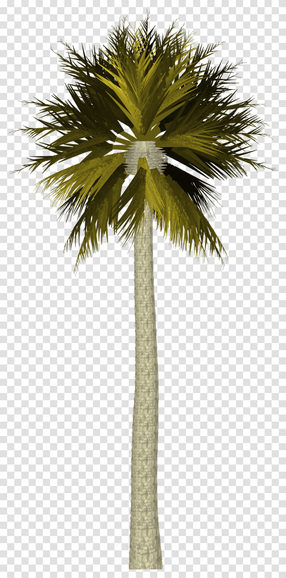 Palm Tree Free Image On Pixabay Palm Tree Photoshop, Plant, Flower, Flare, Light Transparent Png