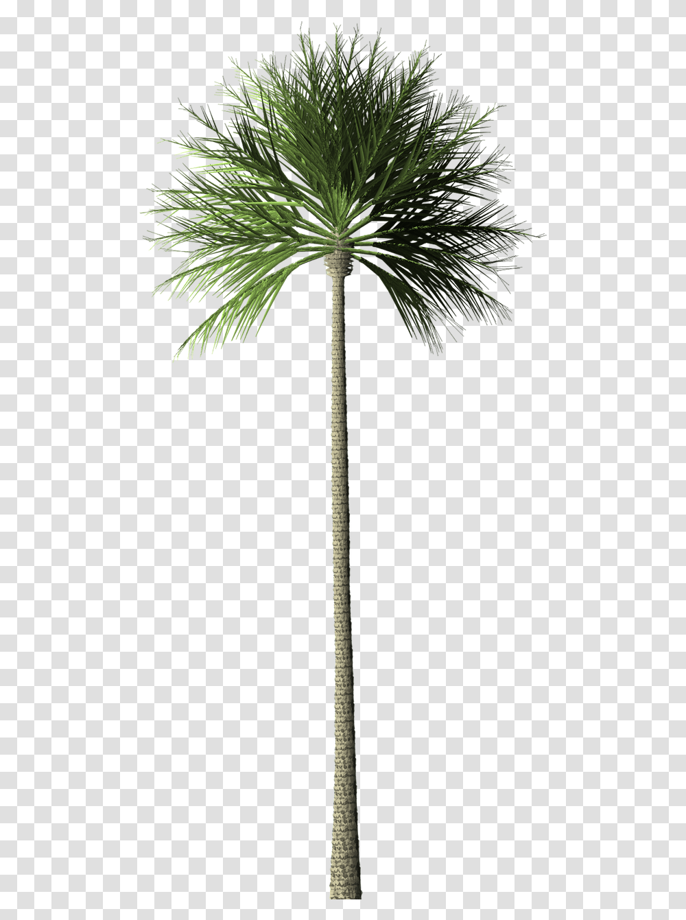 Palm Tree Free Image On Pixabay Pohon Palem, Plant, Arecaceae, Leaf Transparent Png