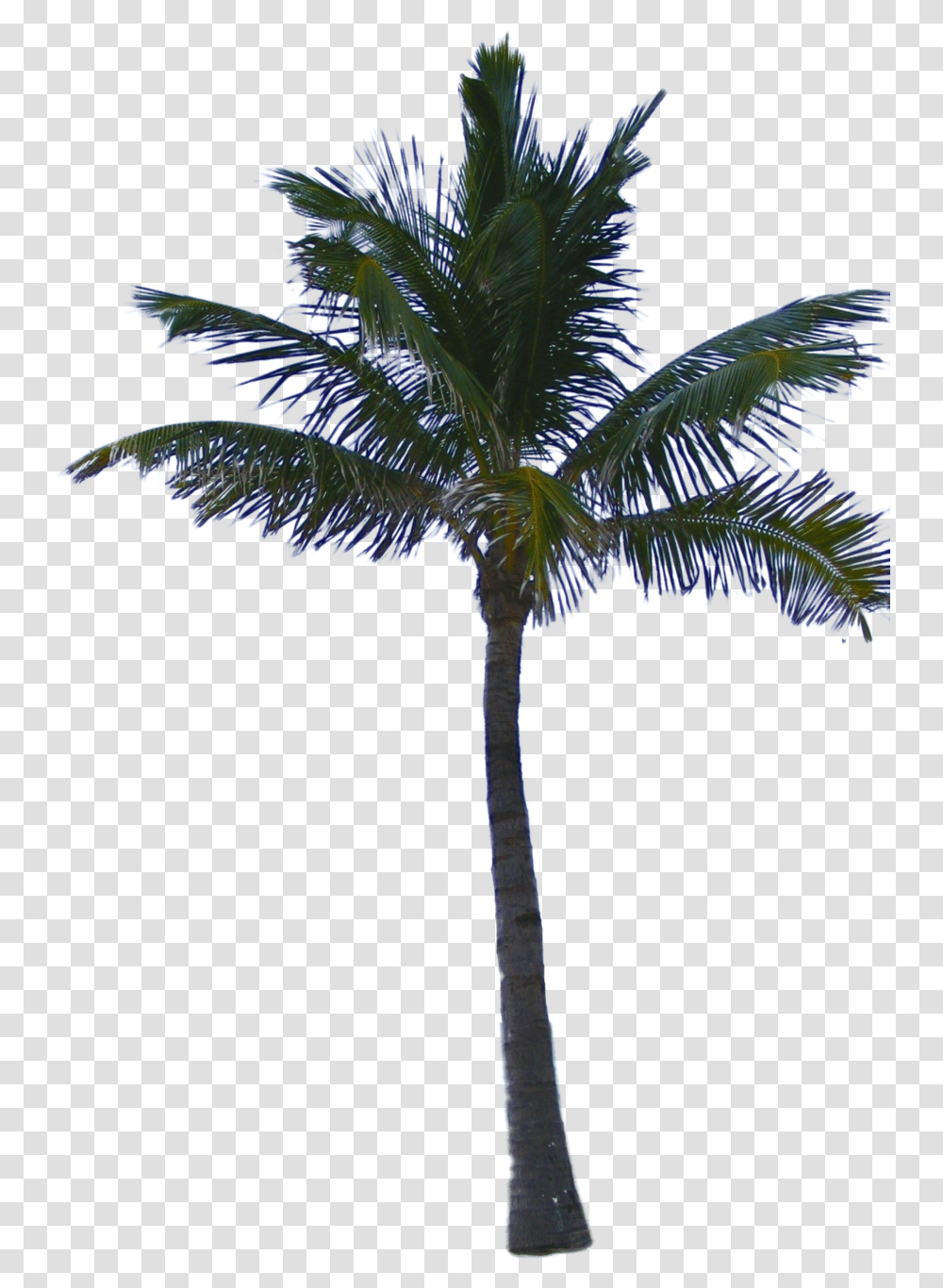 Palm Tree Free, Plant, Arecaceae, Bird, Animal Transparent Png