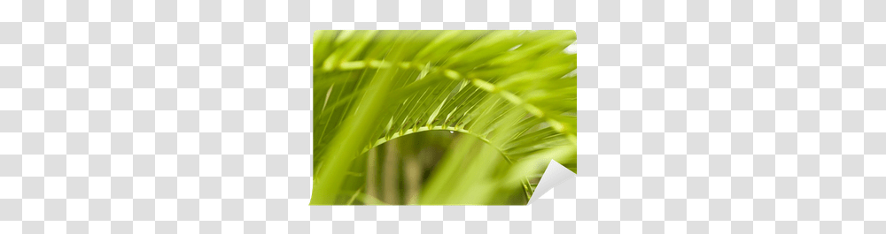 Palm Tree Frond Image Grass, Plant, Green, Sport, Sports Transparent Png