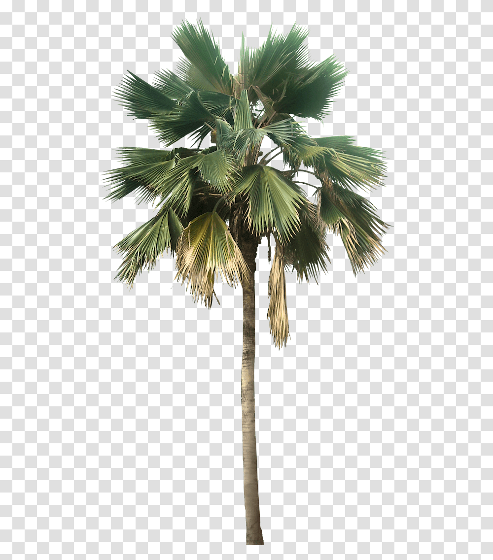 Palm Tree Great Looking Desert Plants Palm Tree, Arecaceae, Bird, Animal, Vegetable Transparent Png