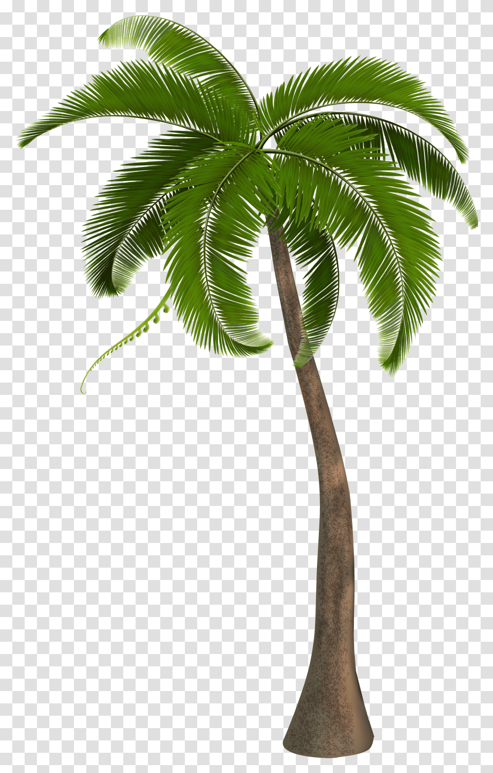 Palm Tree Hd, Plant, Arecaceae, Leaf, Green Transparent Png