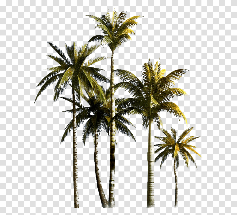 Palm Tree Hd Quality Coconut Tree Background, Plant, Arecaceae, Leaf, Hemp Transparent Png