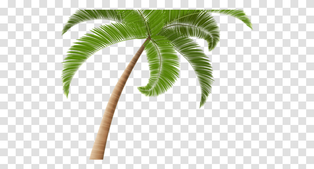 Palm Tree Illustration, Leaf, Plant, Green, Fern Transparent Png