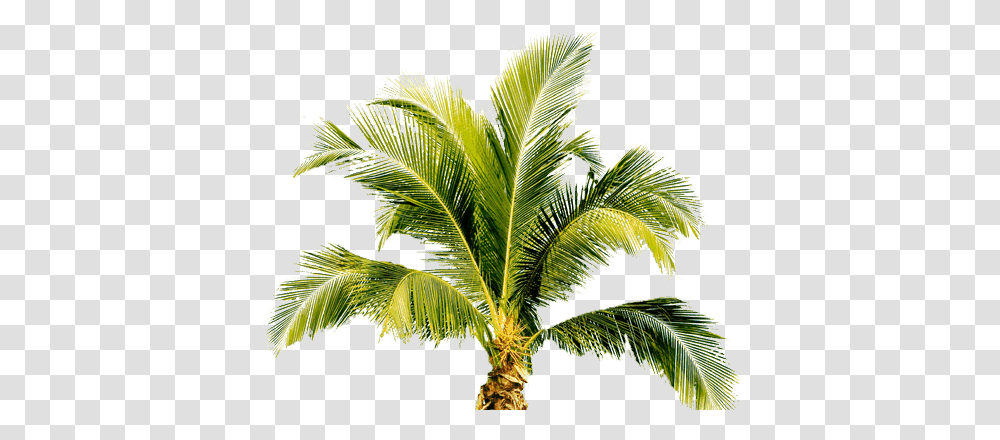 Palm Tree Image 2494 Free Palm Tree, Plant, Arecaceae, Leaf, Green Transparent Png