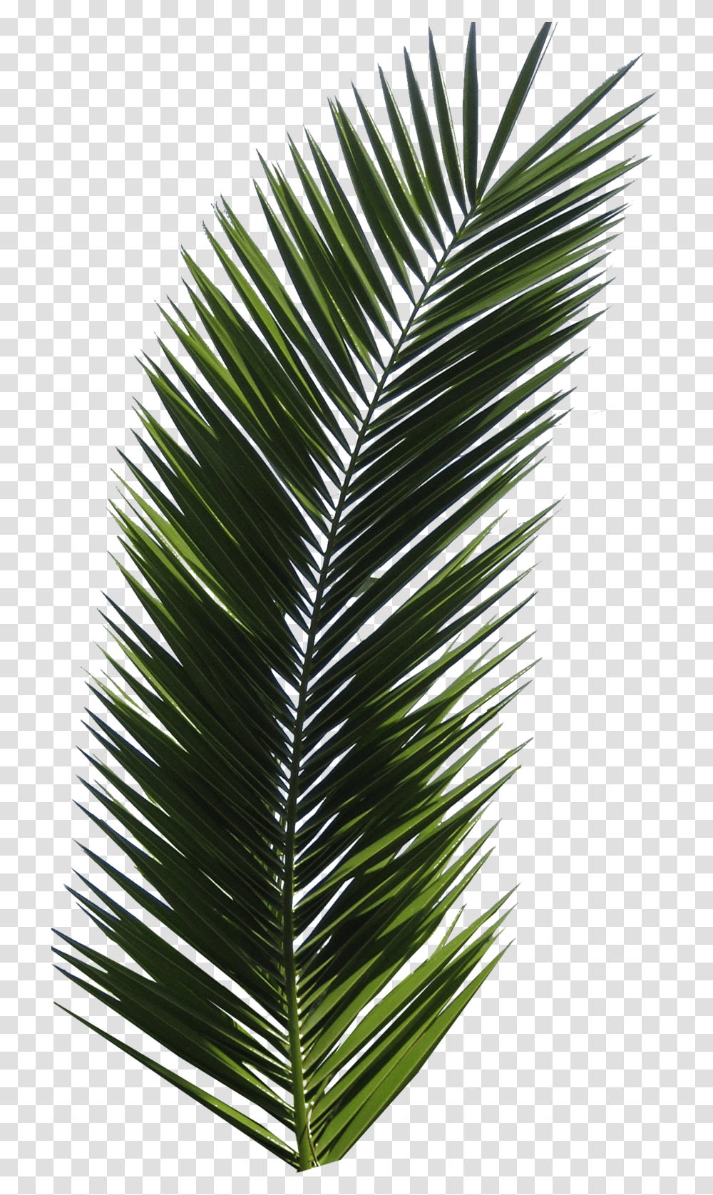 Palm Tree Image 2499 Real Palm Leaf, Plant, Fir, Abies, Green Transparent Png