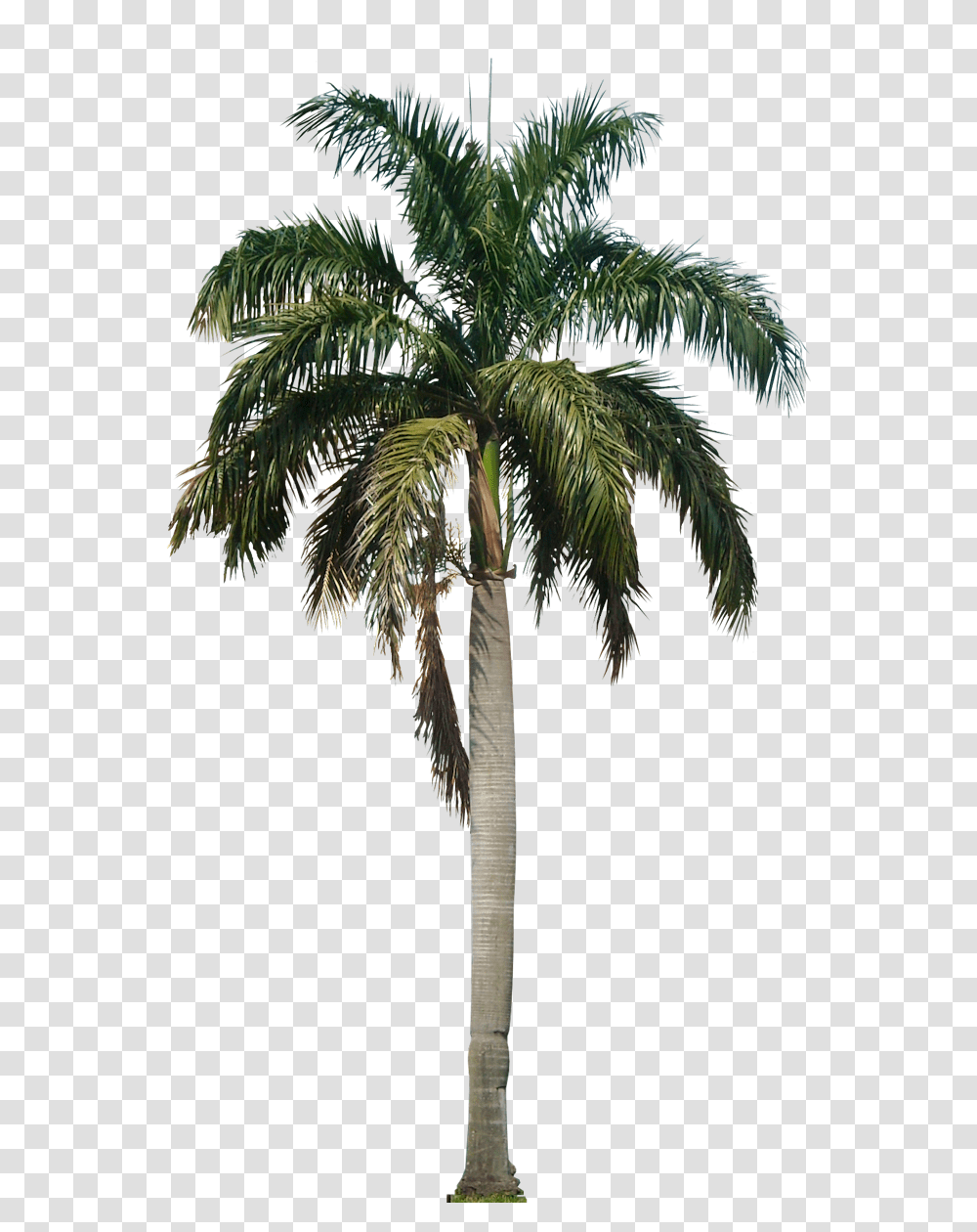 Palm Tree Image Date Palm Tree, Plant, Arecaceae, Bird, Animal Transparent Png