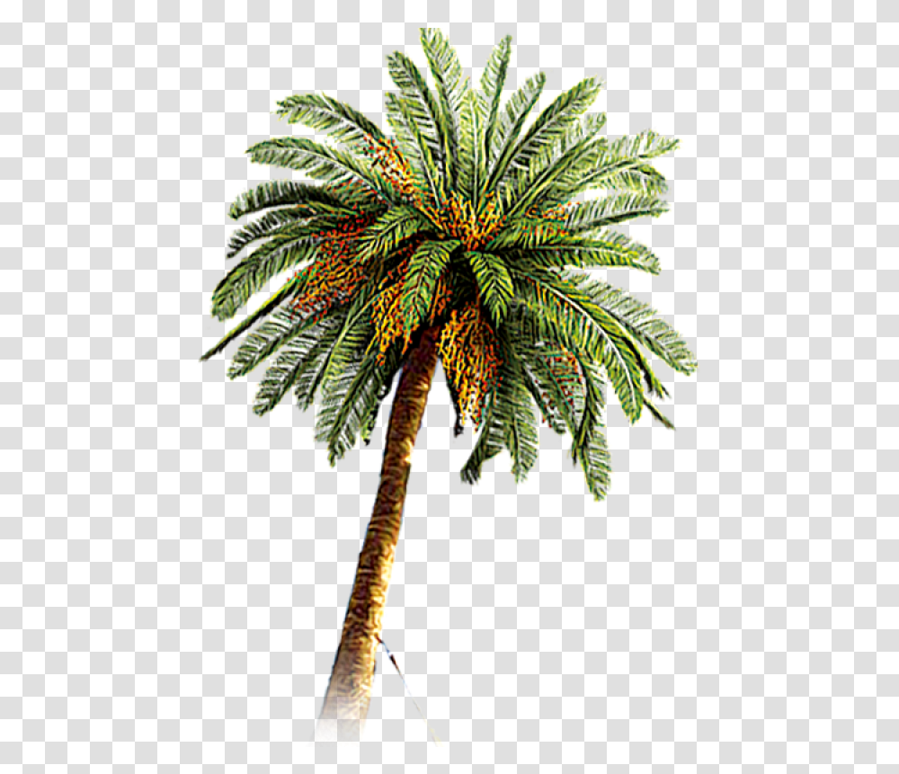 Palm Tree Image Date Palm Tree, Plant, Arecaceae, Pineapple, Fruit Transparent Png