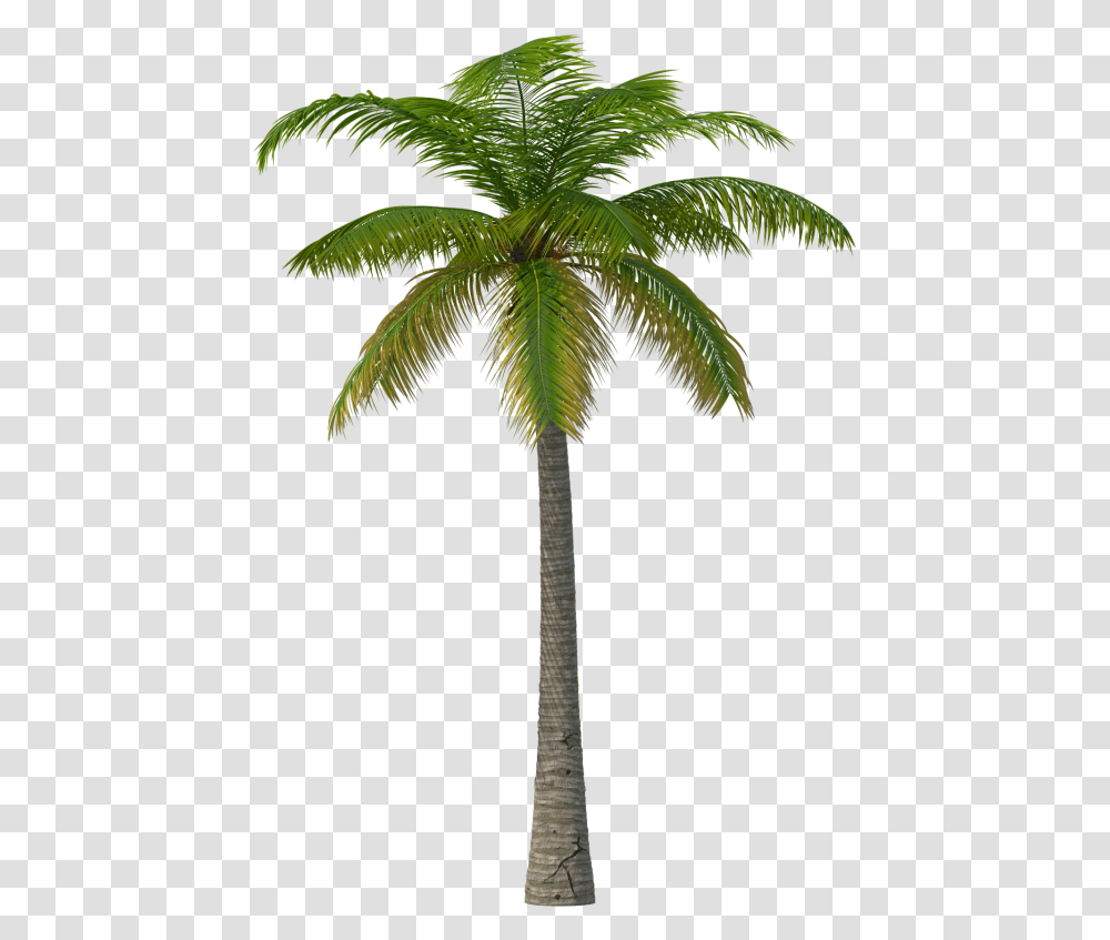 Palm Tree Image Martin Garrix Summer Days Haywyre Remix, Plant, Arecaceae, Bird, Animal Transparent Png