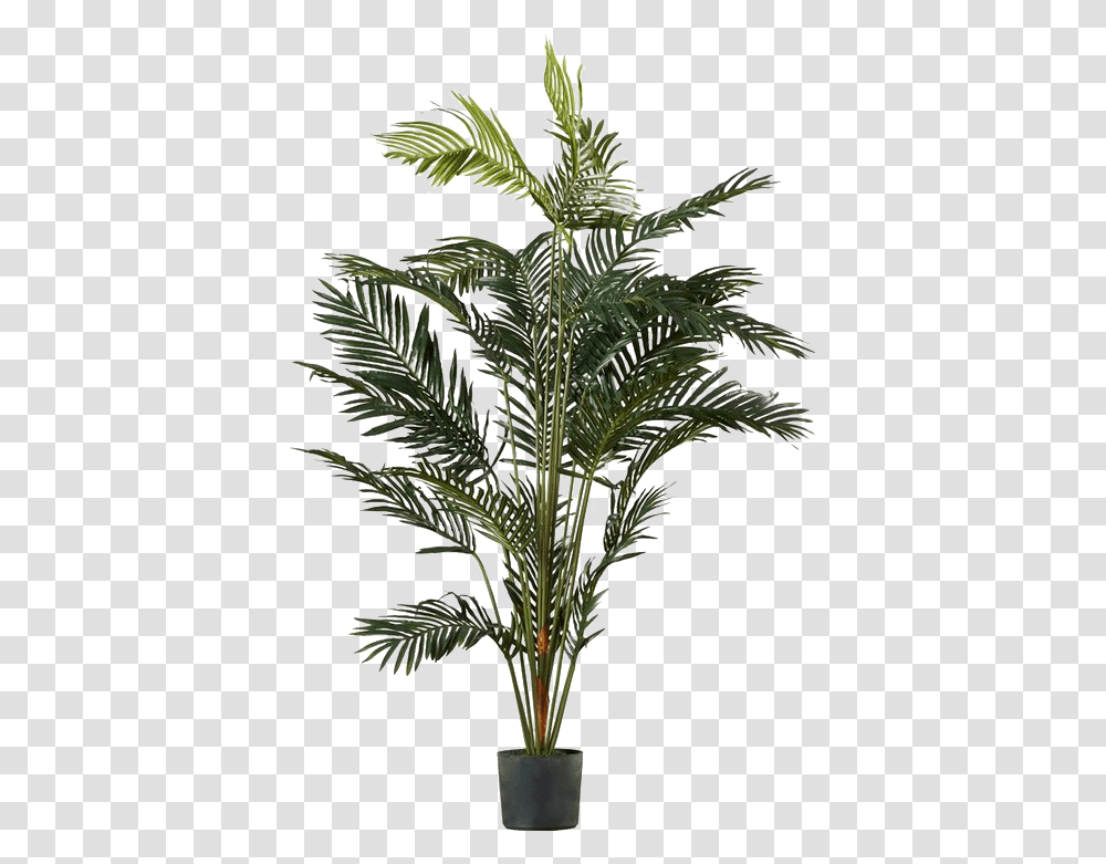 Palm Tree Image Palm Tree In Pot, Plant, Leaf, Green, Fern Transparent Png
