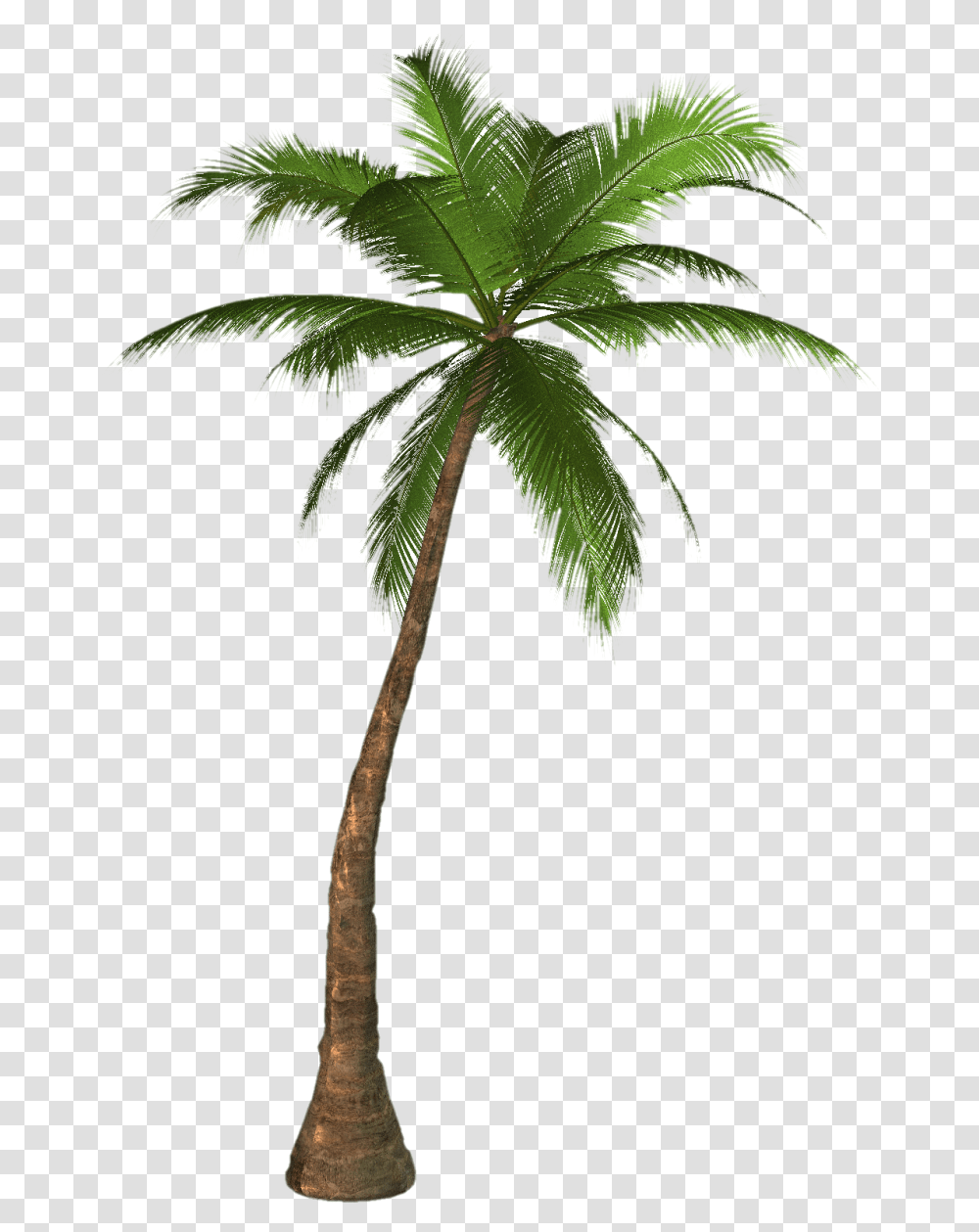 Palm Tree Image, Plant, Arecaceae, Leaf Transparent Png