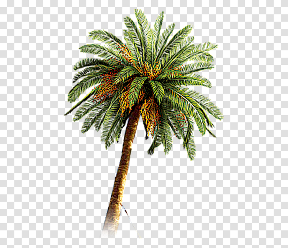 Palm Tree Image, Plant, Arecaceae, Pineapple, Fruit Transparent Png