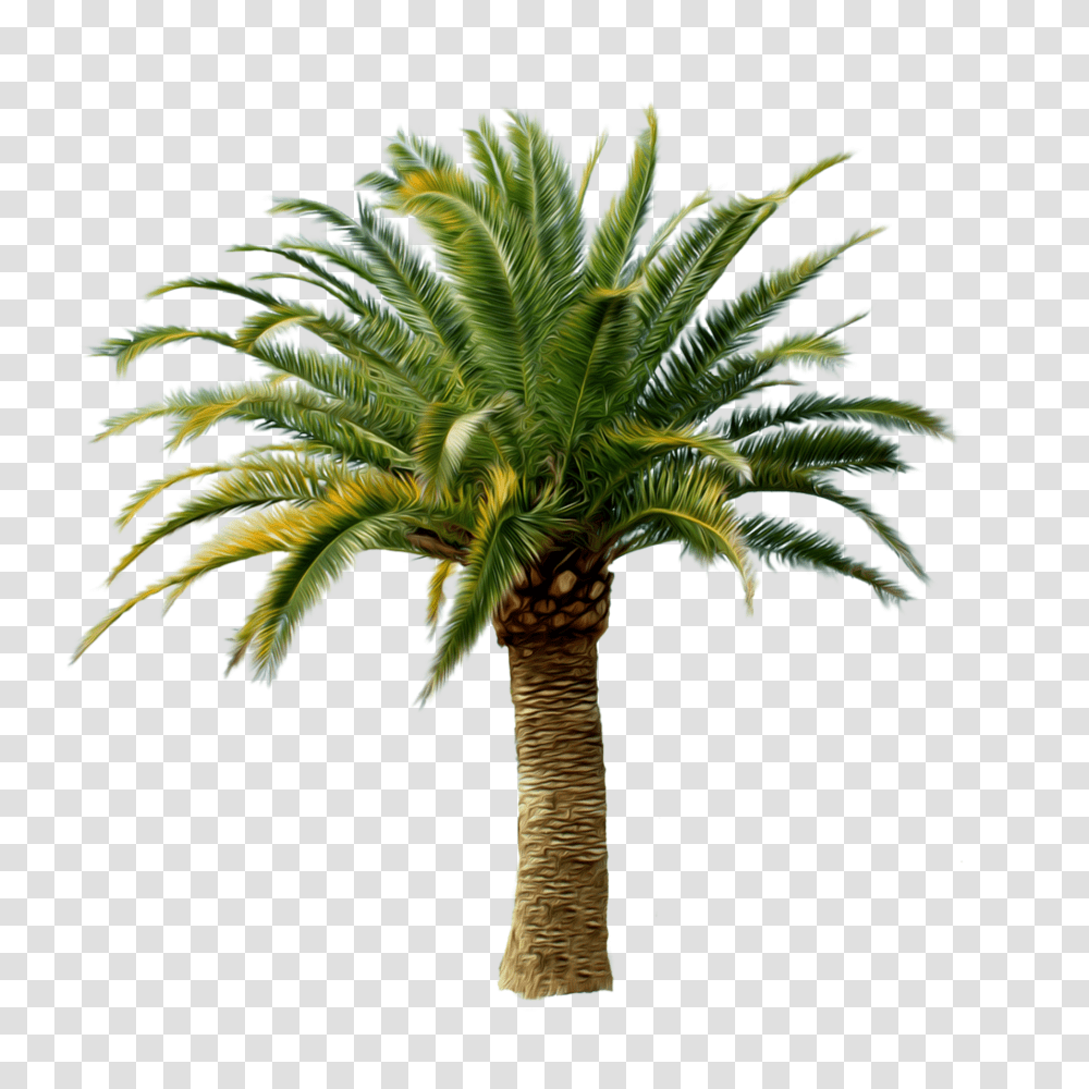 Palm Tree Image, Plant, Arecaceae Transparent Png