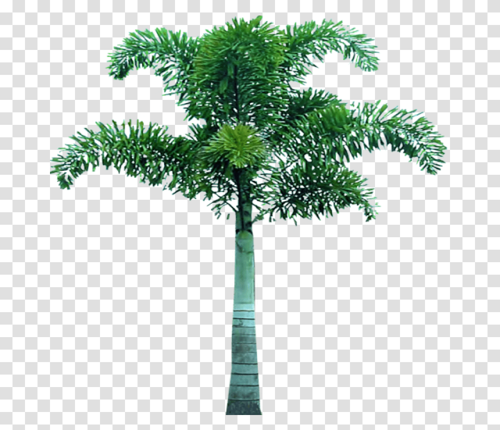 Palm Tree Image Tree Pic In, Plant, Cross, Symbol, Arecaceae Transparent Png
