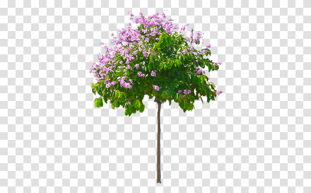 Palm Tree Image With Hd Flower Tree, Plant, Outdoors, Tree Trunk, Lilac Transparent Png
