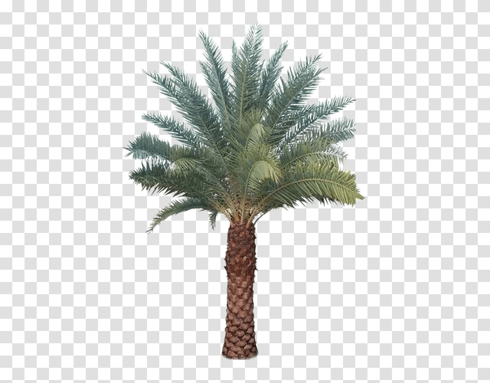 Palm Tree Images Al Saudia Tibbi Foundation, Plant, Arecaceae, Cross, Symbol Transparent Png