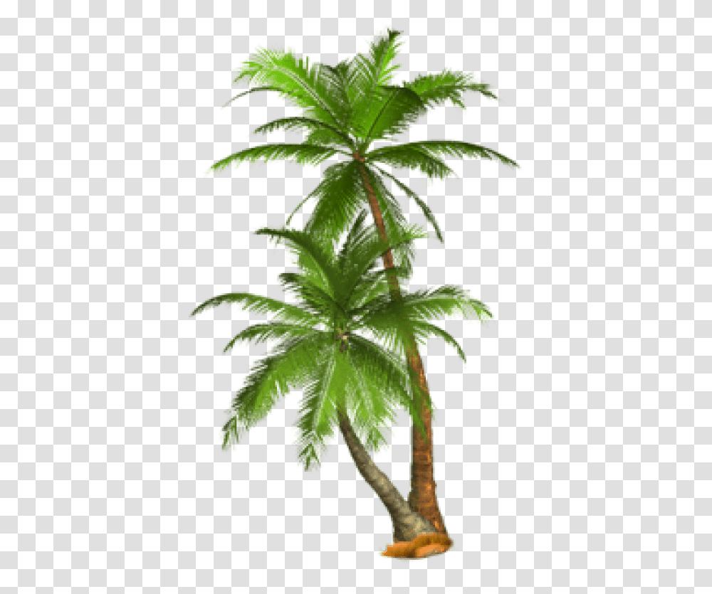 Palm Tree Images Background Palm Tree, Plant, Leaf, Hemp, Green Transparent Png