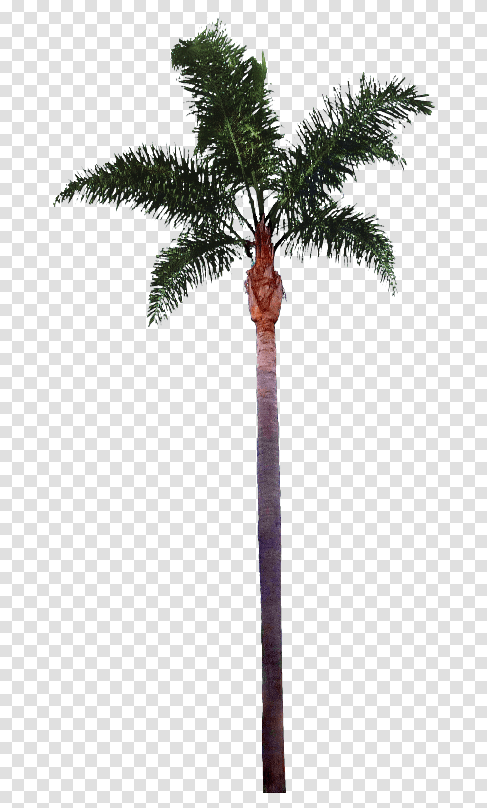 Palm Tree Images Best Clipart Free Fachadas Arquitectura Escala 1, Plant, Arecaceae, Pine Transparent Png