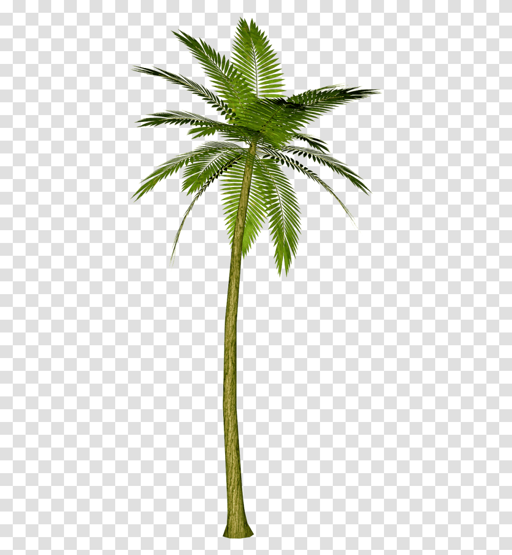 Palm Tree Images Download Free Pictures Palm Tree Background, Plant, Arecaceae, Leaf, Hemp Transparent Png