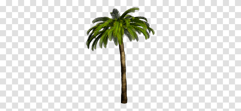 Palm Tree Images Download Free Pictures, Plant, Arecaceae, Leaf, Cross Transparent Png