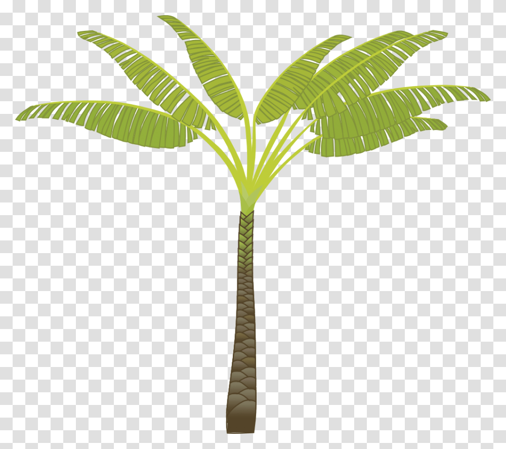 Palm Tree Images Download Free Pictures, Plant, Green, Arecaceae, Leaf Transparent Png