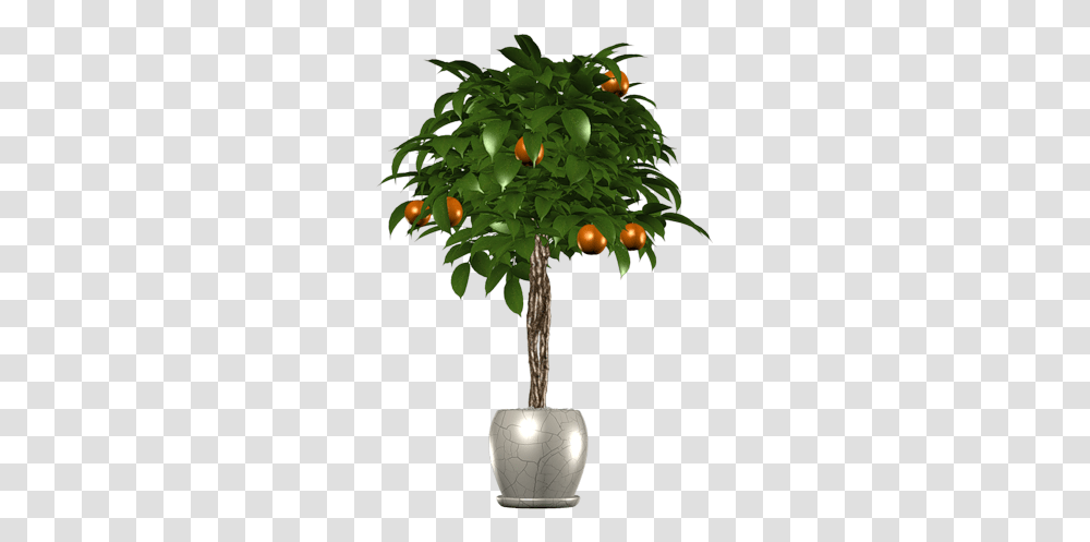 Palm Tree Images Free Donwload Clementine, Plant, Conifer, Fruit, Food Transparent Png