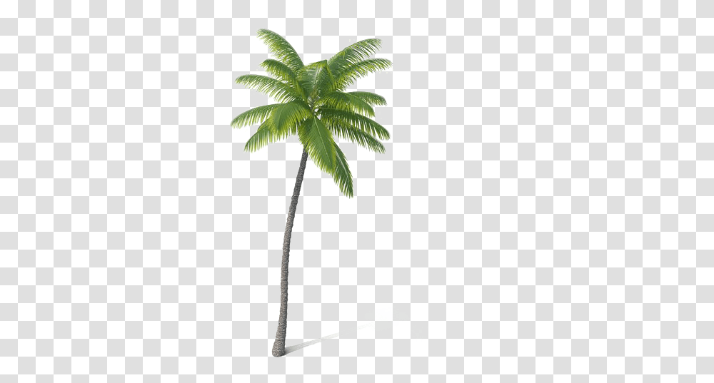 Palm Tree Images Hd Play Attalea Speciosa, Plant, Arecaceae Transparent Png