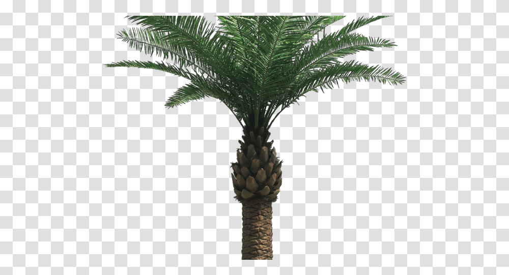 Palm Tree Images Palm Oil Tree, Plant, Arecaceae Transparent Png