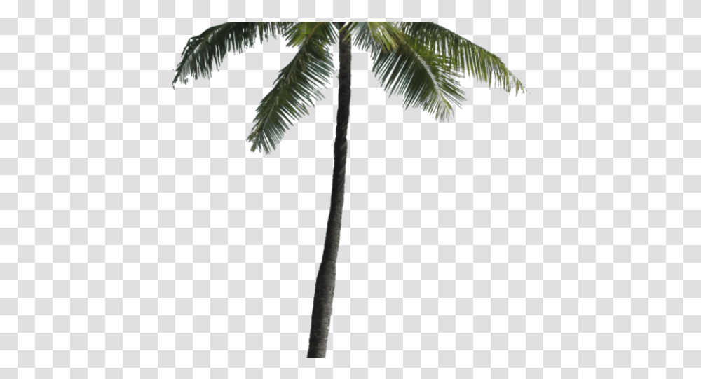 Palm Tree Images Palm Trees Coconut Tree For Photoshop, Plant, Arecaceae, Bird, Animal Transparent Png