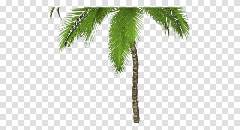 Palm Tree Images Palm Trees, Plant, Leaf, Bird, Vegetation Transparent Png