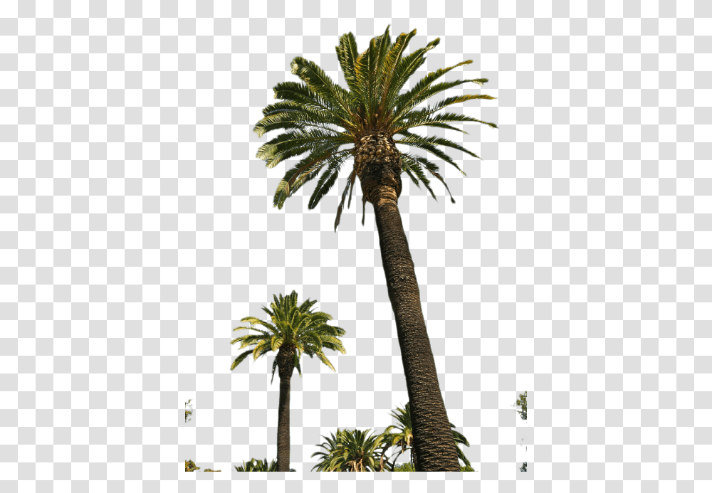 Palm Tree Images Real Palm Tree, Plant, Arecaceae, Fir, Abies Transparent Png