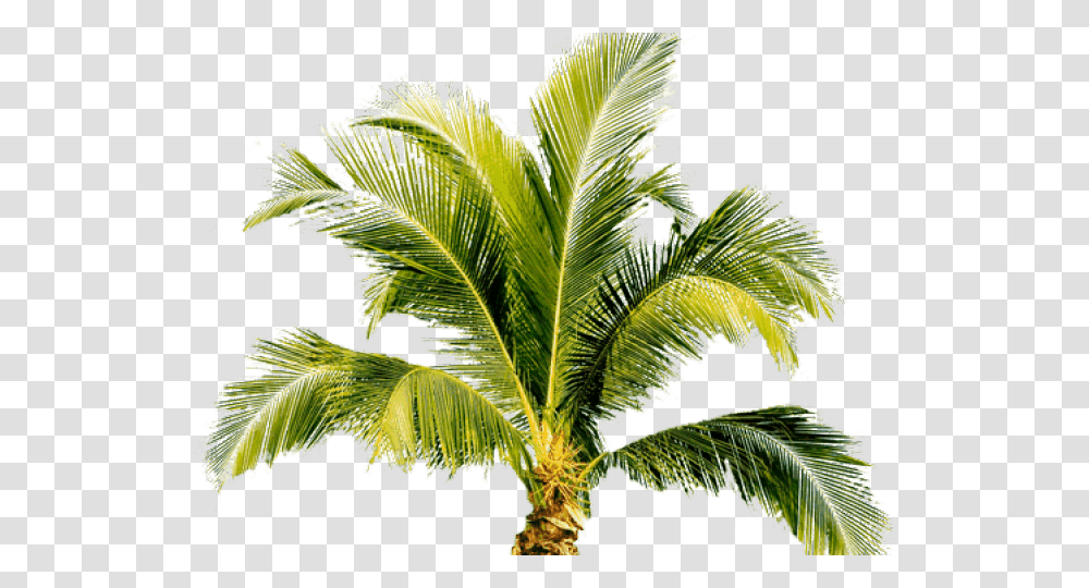 Palm Tree Images Small Palm Tree, Plant, Leaf, Arecaceae, Green Transparent Png