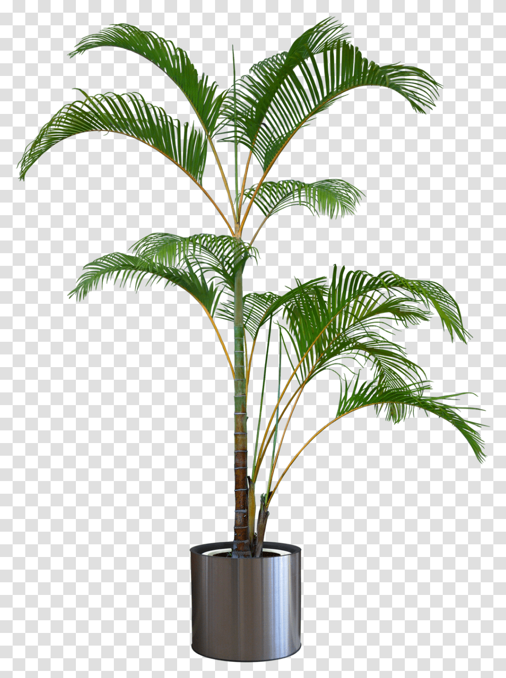 Palm Tree In Pot, Plant, Arecaceae, Green, Leaf Transparent Png