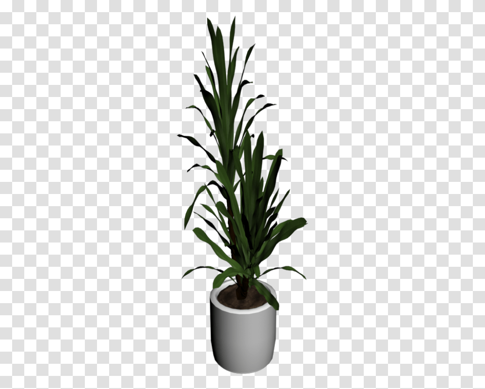 Palm Tree In Room, Plant, Flower, Acanthaceae, Nature Transparent Png