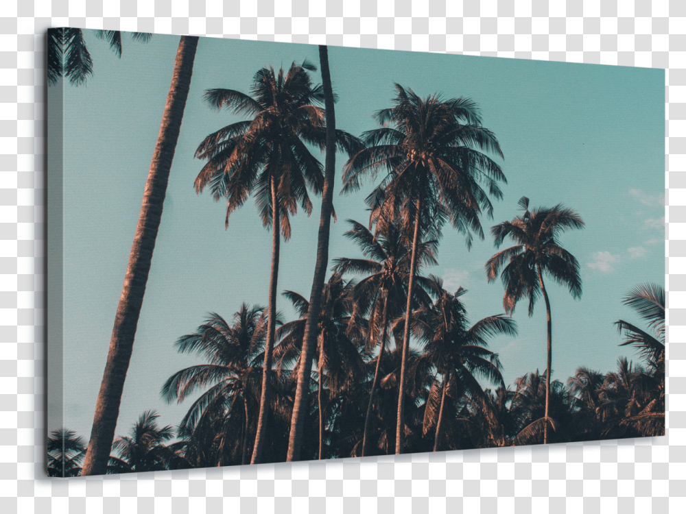 Palm Tree Iphone X, Plant, Arecaceae, Summer, Tropical Transparent Png